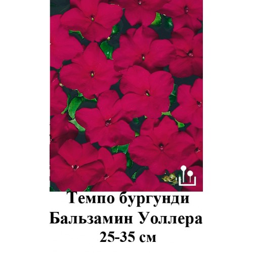 Купить Семена Бальзамина Махрового В Интернет Магазине