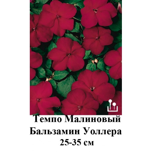 Купить Семена Бальзамина Махрового В Интернет Магазине