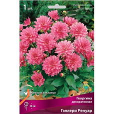 Георгина Гэллери Ренуар