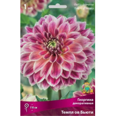 Георгина Темпл оф Бьюти