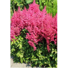 Астильба Sunny Day