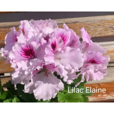 Пеларгония королевская Lilac Elaine