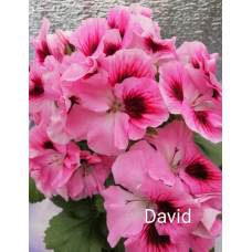 Пеларгония королевская David