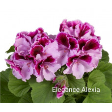 Пеларгония королевская Elegance Alexia