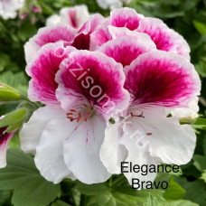 Пеларгония королевская Elegance Bravo