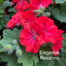 Пеларгония королевская Elegance Rosanna