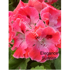 Пеларгония королевская Elegance Sunrise