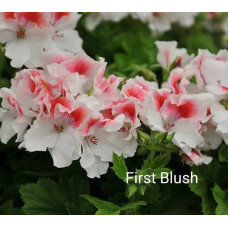 Пеларгония королевская First Blush