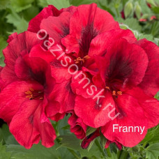 Пеларгония королевская Franny