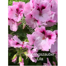Пеларгония королевская Frühlingszauber Lila