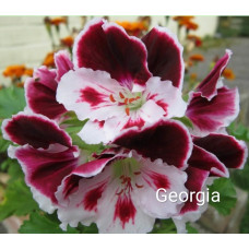 Пеларгония королевская Georgia