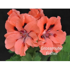 Пеларгония королевская Grossmuter Fisher
