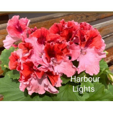 Пеларгония королевская Harbor Lights