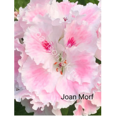 Пеларгония королевская Joan Morf