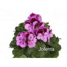 Пеларгония королевская Jolenta