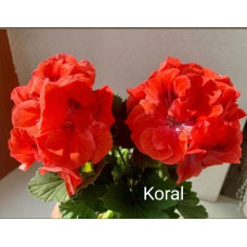 Пеларгония королевская Koral