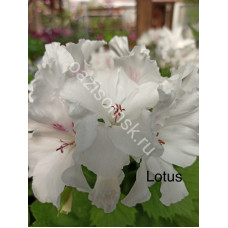 Пеларгония королевская Lotus