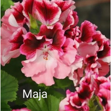 Пеларгония королевская Maja