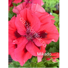 Пеларгония королевская Mikado