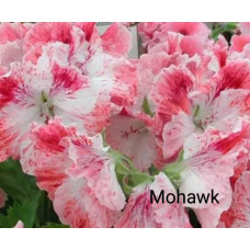 Пеларгония королевская Mohawk