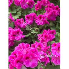 Пеларгония королевская Nicolette