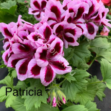 Пеларгония королевская Patricia