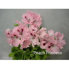 Пеларгония королевская Peach Princess