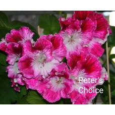 Пеларгония королевская Peter's Choice