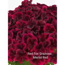 Пеларгония королевская Red Fox Graziosa Merlot Red