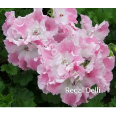 Пеларгония королевская Regal Delli