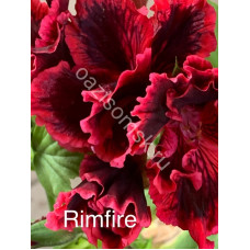 Пеларгония королевская Rimfire