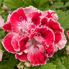 Пеларгония королевская Rose Pope