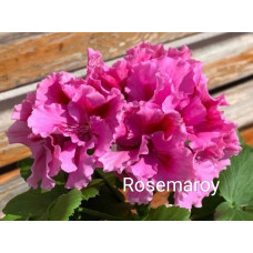 Пеларгония королевская Rosemaroy