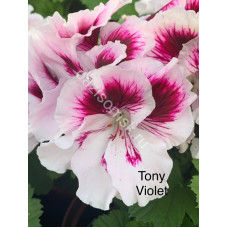 Пеларгония королевская Tony Violet