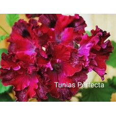 Пеларгония королевская Tunias Perfecta