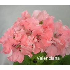 Пеларгония королевская Valenciana