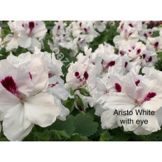 Пеларгония королевская White with eye
