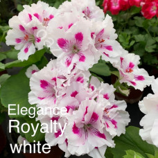 Пеларгония королевская Elegance Royalty White